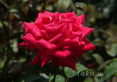 RSKバラ園雨上がり05