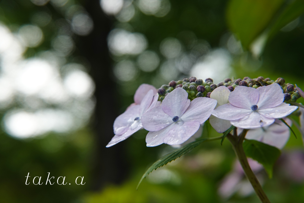 西大寺緑花公園アジサイ10