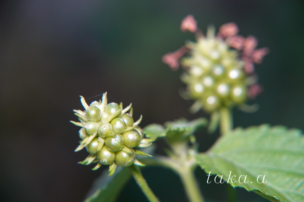 DSC0368020180722