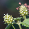 DSC0368020180722