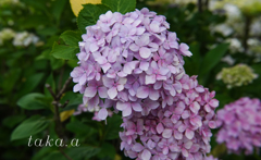 西大寺緑花公園アジサイ06