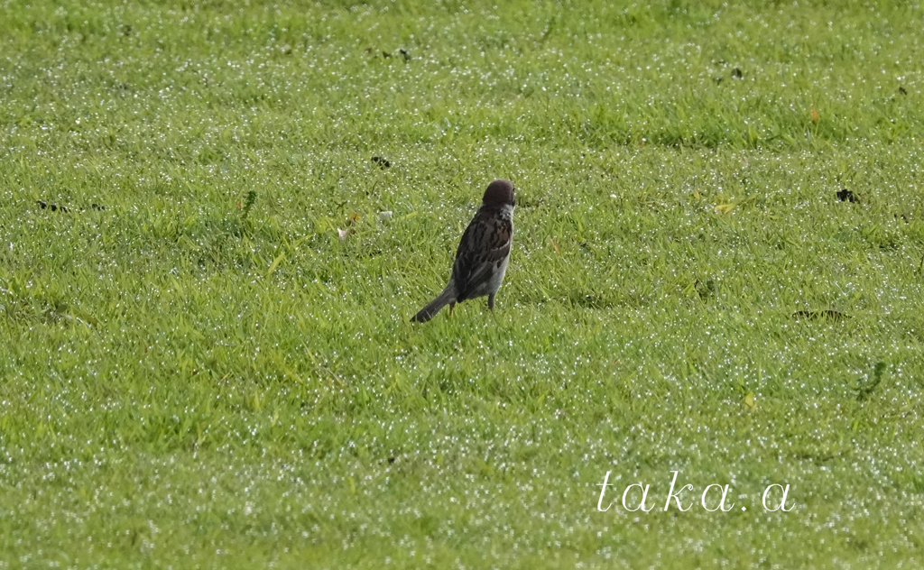 西大寺緑花公園　雨上がり05