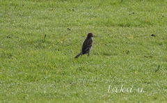 西大寺緑花公園　雨上がり05