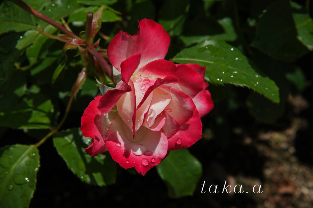 RSKバラ園雨上がり01