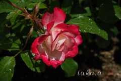 RSKバラ園雨上がり01