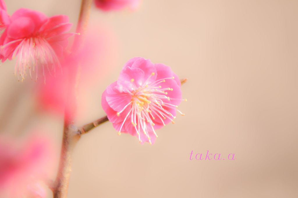 IMG_712020190210