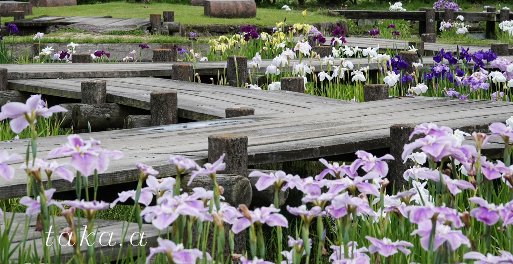 RSKバラ園内菖蒲園03