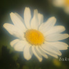 IMG_672520190130
