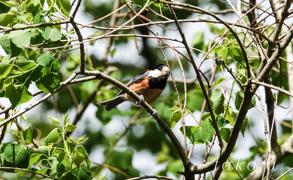 2018/05/19　ヤマガラ1