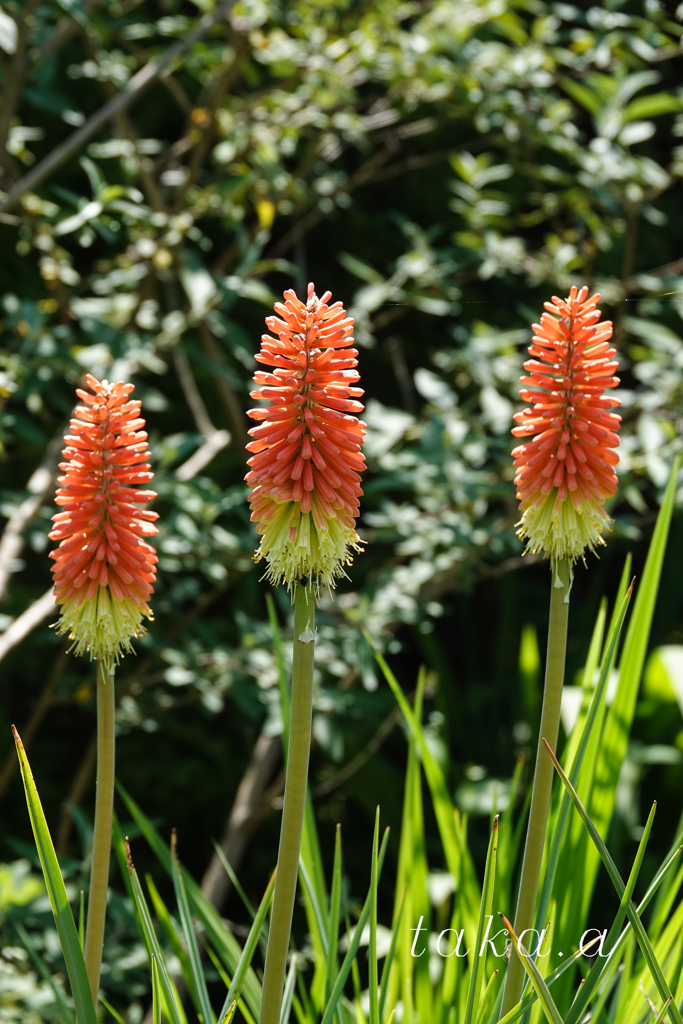 深山公園イギリス庭園04