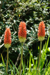 深山公園イギリス庭園04