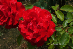 RSKバラ園雨上がり11