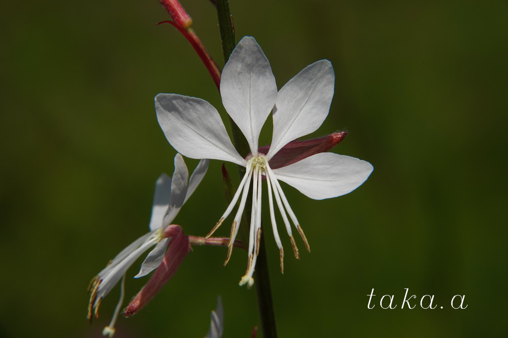 深山公園イギリス庭園08