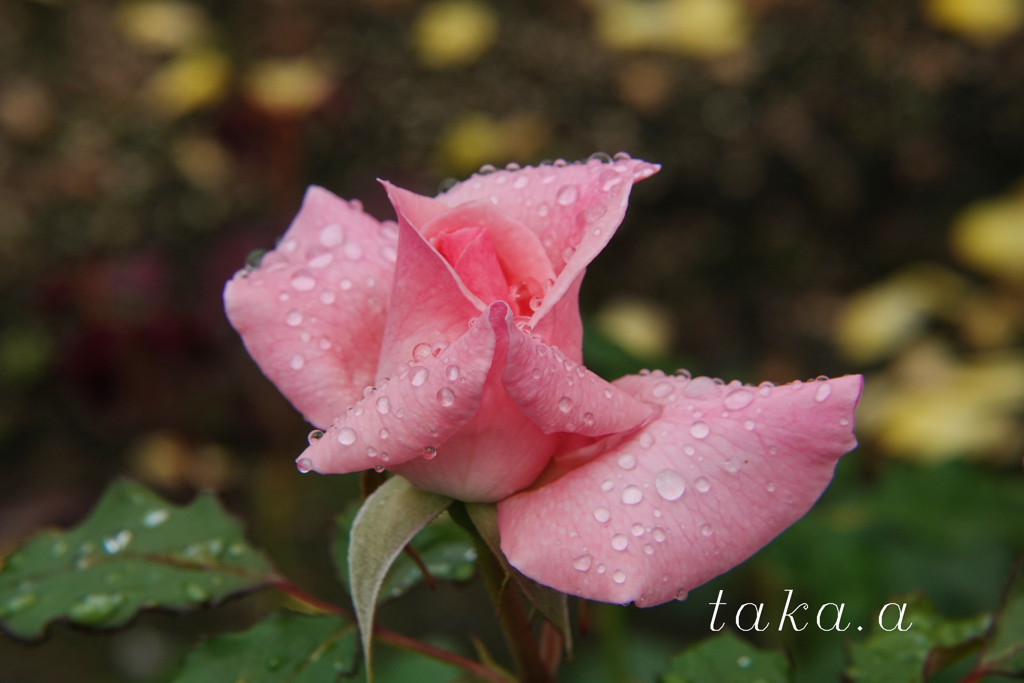 RSKバラ園雨上がり15