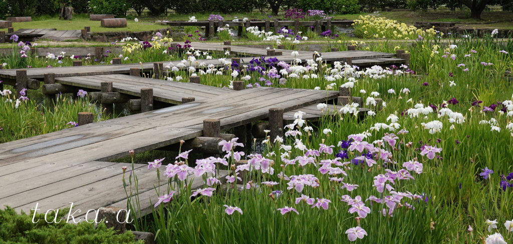 RSKバラ園内菖蒲園01