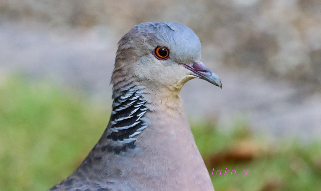 IMG_098420191031