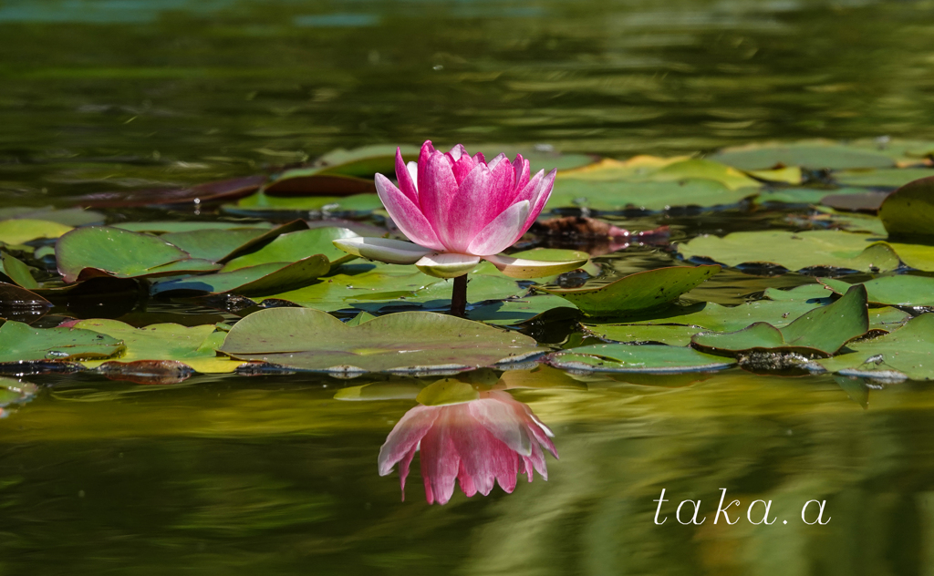 深山公園イギリス庭園13