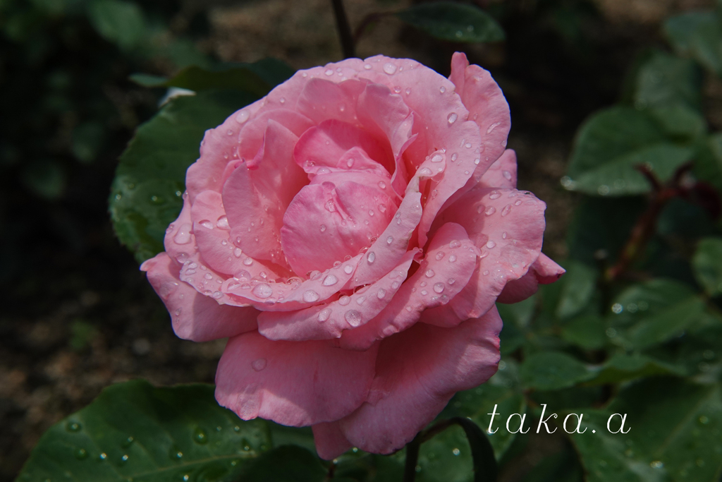 RSKバラ園雨上がり06