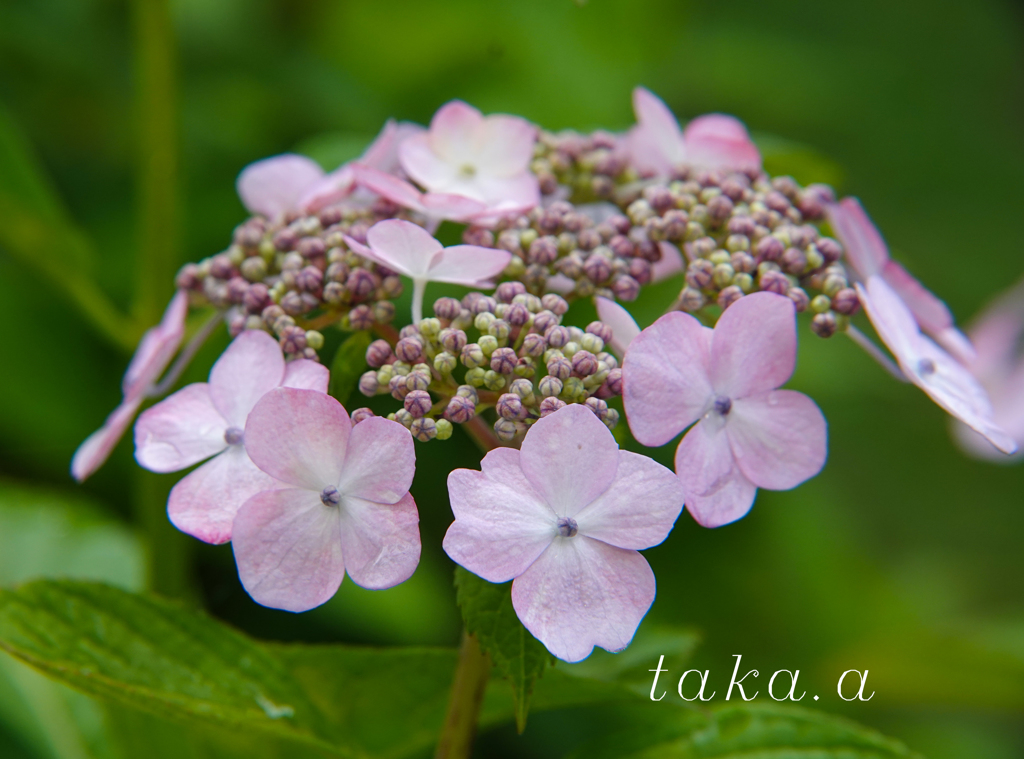 西大寺緑花公園アジサイ03