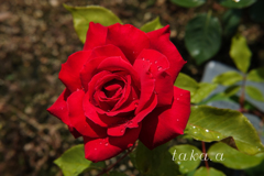 RSKバラ園雨上がり18