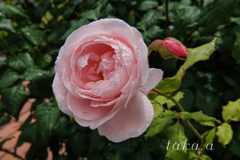 RSKバラ園雨上がり17