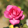 IMG_352420181110