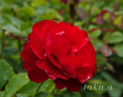 RSKバラ園雨上がり13