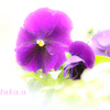 IMG_684720190202