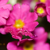 IMG_392020181216