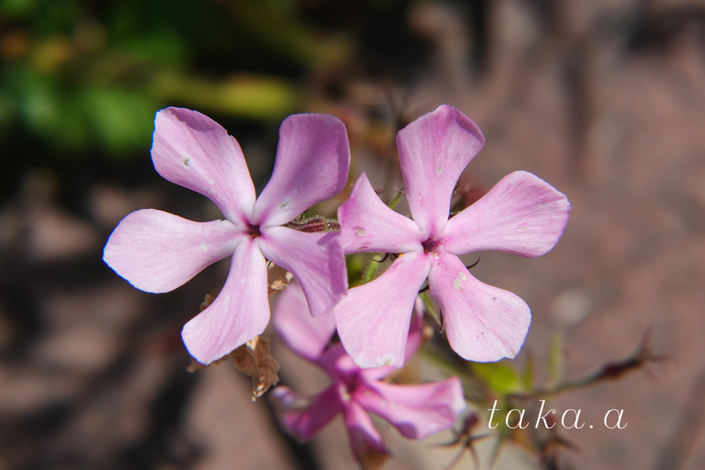 深山公園イギリス庭園07