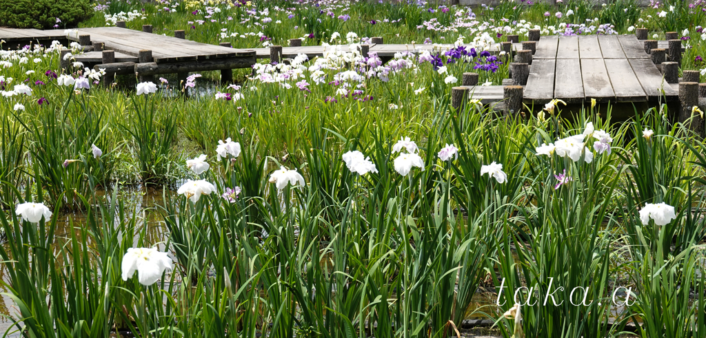 RSKバラ園内菖蒲園07