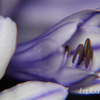 愛の花08