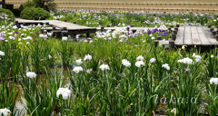 RSKバラ園内菖蒲園05