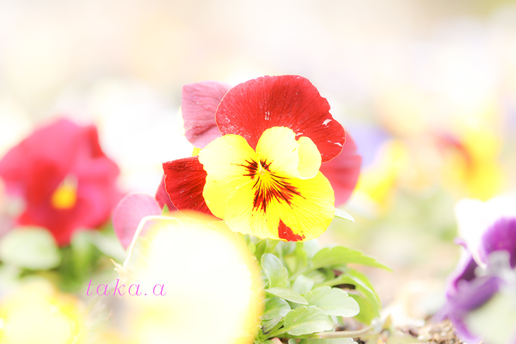 IMG_686520190202