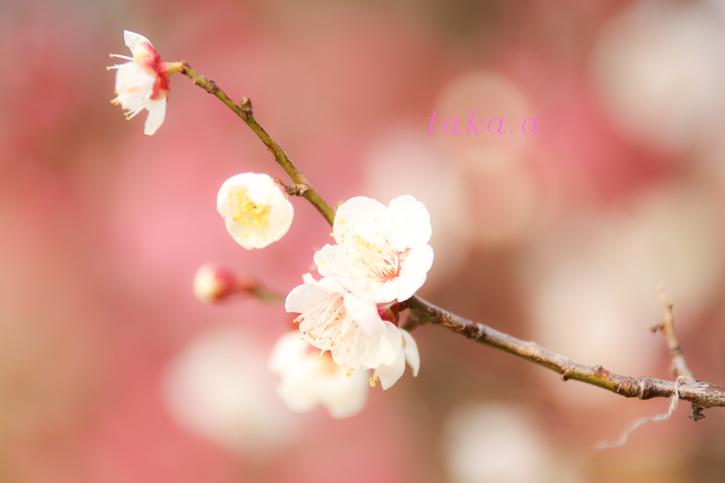 IMG_712820190210