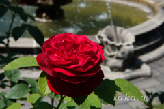 深山公園イギリス庭園01