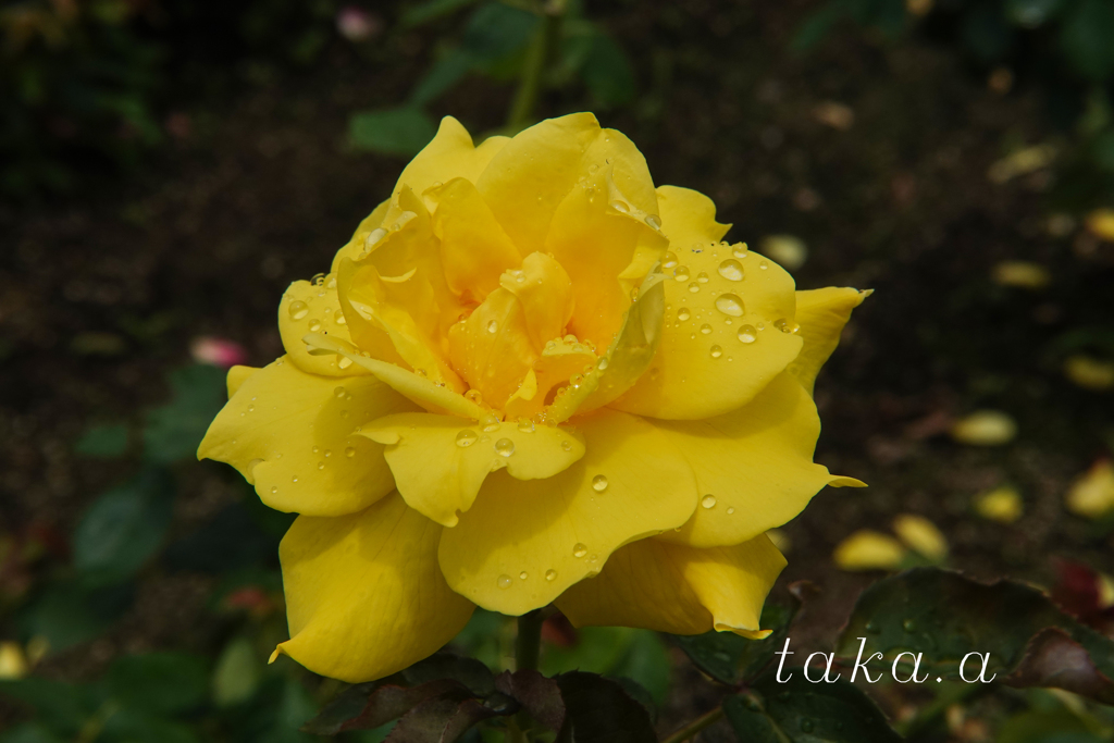 RSKバラ園雨上がり16