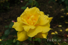 RSKバラ園雨上がり16