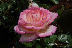 RSKバラ園雨上がり02