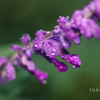 IMG_360620180921