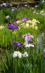 RSKバラ園内菖蒲園09