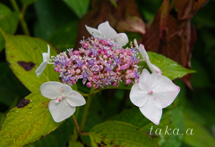 西大寺緑花公園11