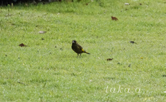 西大寺緑花公園　雨上がり04