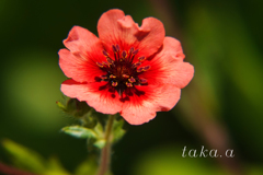 深山公園イギリス庭園03