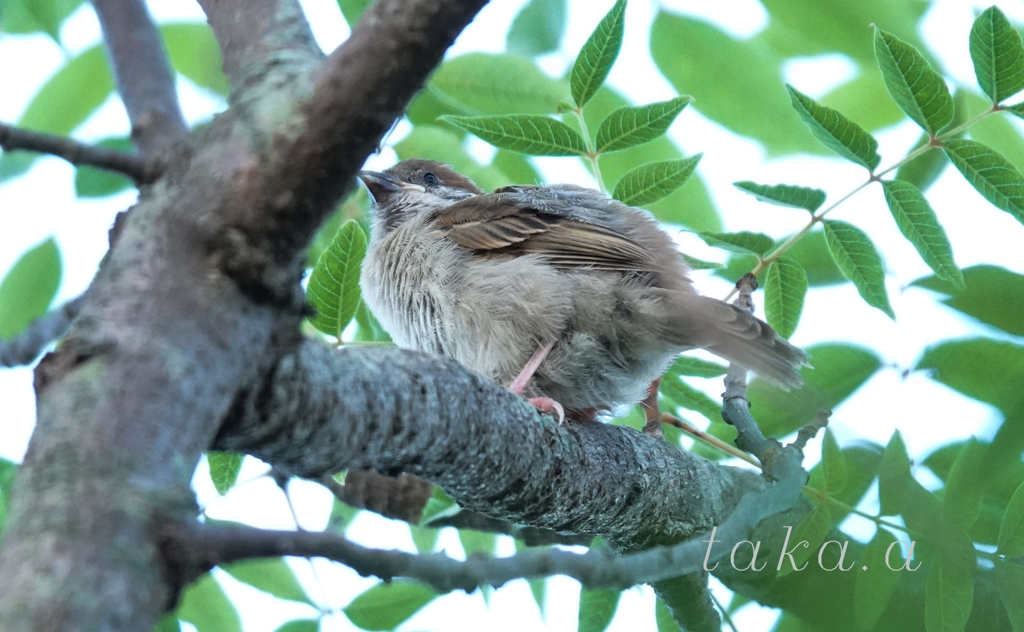 緑花公園　雀　01