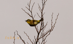 IMG_471320181209