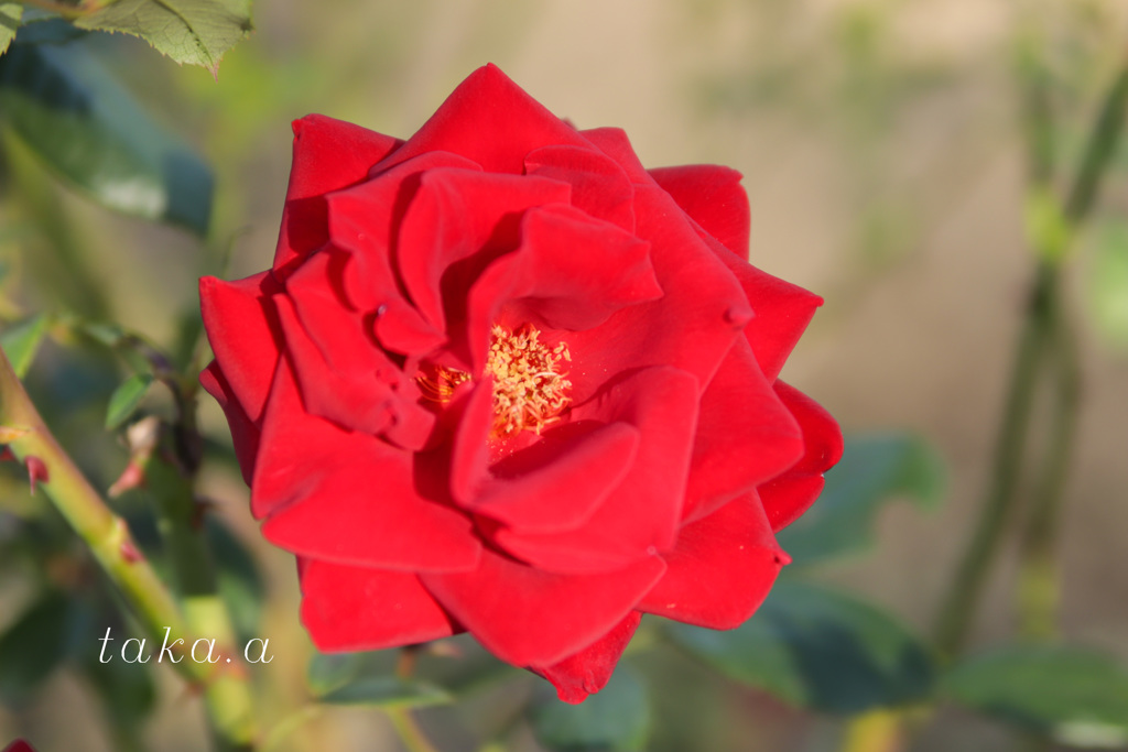 IMG_354920181110
