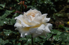 RSKバラ園雨上がり07