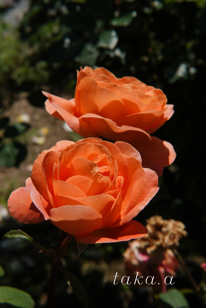 深山公園イギリス庭園19