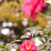 IMG_388420181209